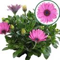 Bild von Osteospermum P12 Davina(rose)